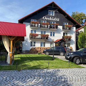 Orchidea